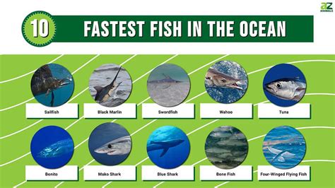 How Fast Can the Fastest Fish Swim and What Are the Unique Adaptations Behind Their Incredible Speeds?