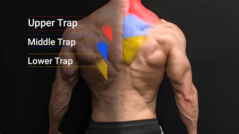 how to stretch trapezius lower: why do we need to focus on our shoulders?