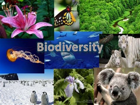 what makes a healthy ecosystem? biodiversity is the key to resilience